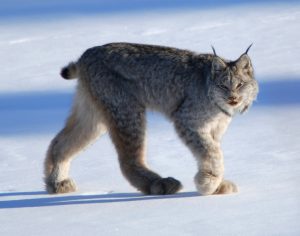 Canada Lynx Pictures