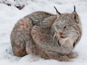 Canadian Lynx