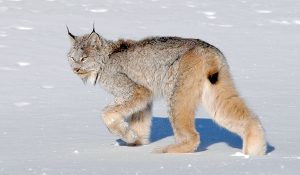 Canadian Lynx Cat