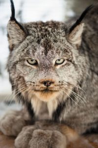Canadian Lynx Face
