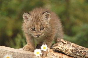 Canadian Lynx Kitten