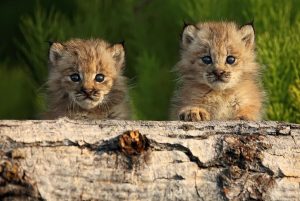 Canadian Lynx Kittens