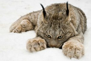 Canadian Lynx Paws