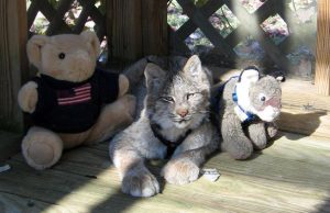 Canadian Lynx Pet