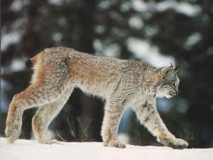 Canadian Lynx Size