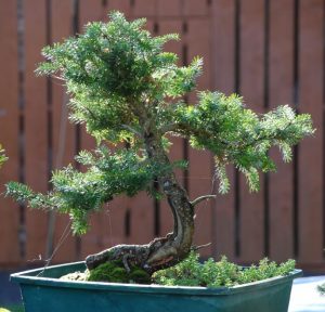Korean Fir Bonsai