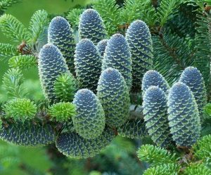 Korean Fir Cones