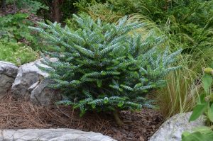 Korean Fira Silberlocke