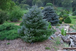 Korean Fir Tree