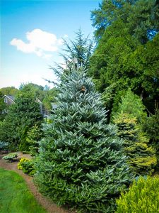 Korean Fir Tree Pictures