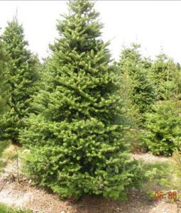 Korean Fir Trees