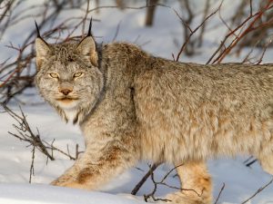 Lynx Canada