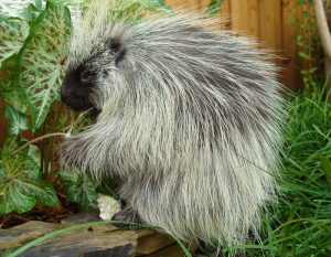 North American Porcupine