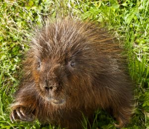 North American Porcupine Face