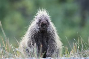 North American Porcupine Pictures
