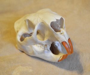 North American Porcupine Skull