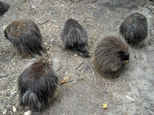 North American Porcupines