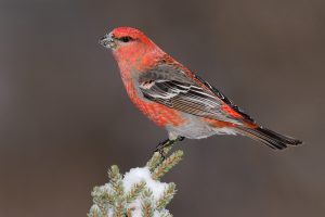 Pine Grosbeak Bird
