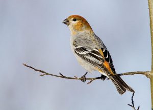 Pine Grosbeak Female