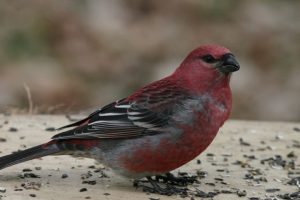 Pine Grosbeak Images