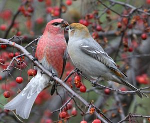 Pine Grosbeak Male and Female