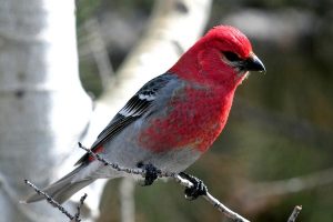 Pine Grosbeak Pictures