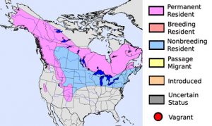 Pine Grosbeak Range
