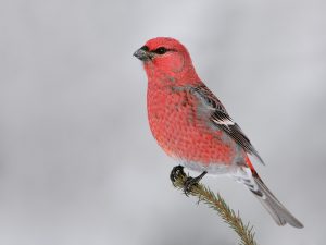 Pine Grosbeaks