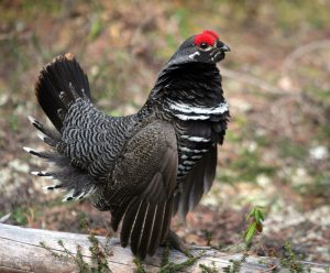 Spruce Grouse