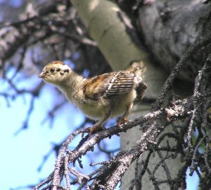 Spruce Grouse Chick