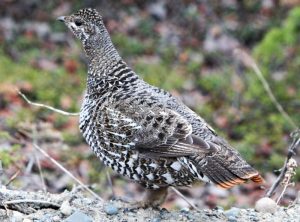 Spruce Grouse Female