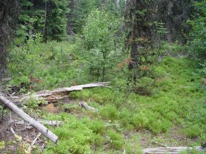 Spruce Grouse Habitat