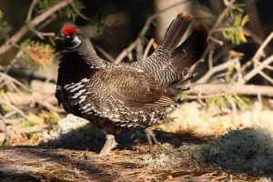Spruce Grouse Male