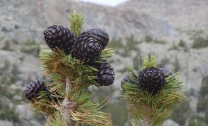 Whitebark Pine Cone