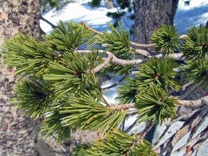 Whitebark Pine Needles