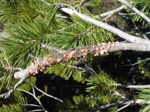 Whitebark Pine Pictures