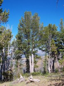 Whitebark Pine Tree