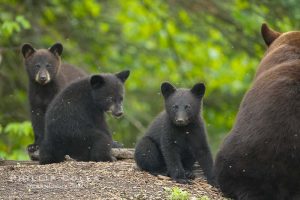 American Black Bear Cubs