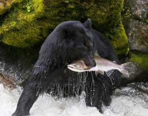American Black Bear Catching a Salmon