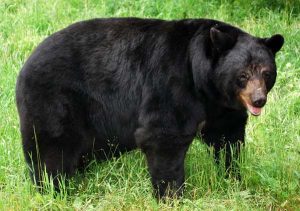 American Black Bear Images