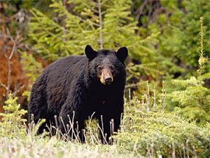 American Black Bear Pictures