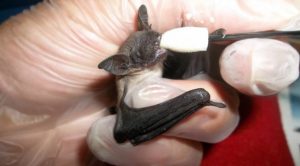 Baby Big Brown Bat