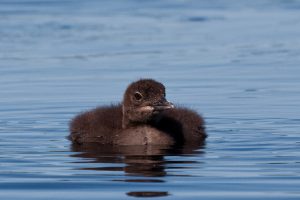 Baby Common Loon