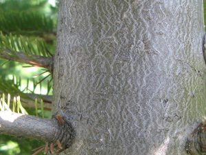 Balsam Fir Bark