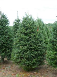 Balsam Fir Christmas Tree