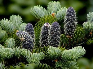 Balsam Fir Cones