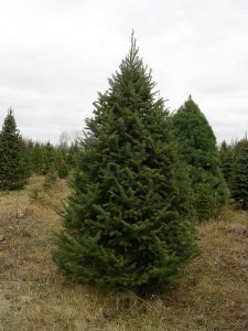 Balsam Fir Pictures