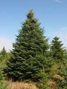 Balsam Fir Tree