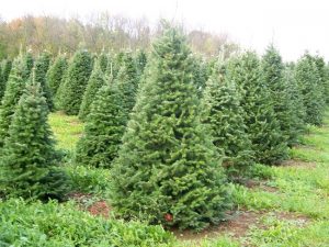 Balsam Fir Trees