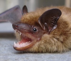 Big Brown Bat